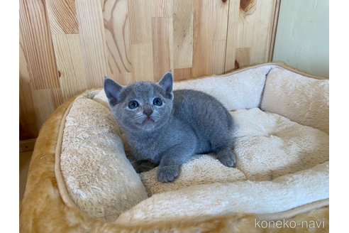 販売中の長野県のロシアンブルー-120813の8枚目