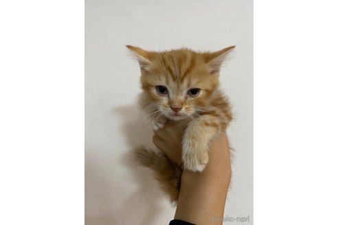 成約済の福岡県のアメリカンショートヘア-119628の2枚目