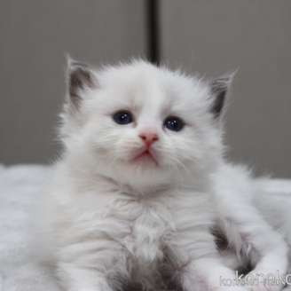 販売中の山梨県のラグドール-120814の1枚目