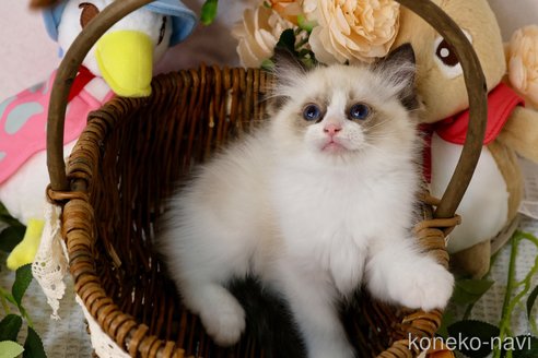 販売中の埼玉県のラグドール-120815の6枚目