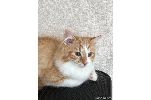 販売中の神奈川県のサイベリアン-116296の1枚目
