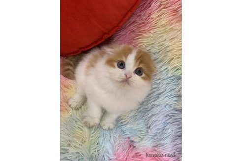 販売中の大阪府のスコティッシュフォールド(折れ耳)-120825の2枚目