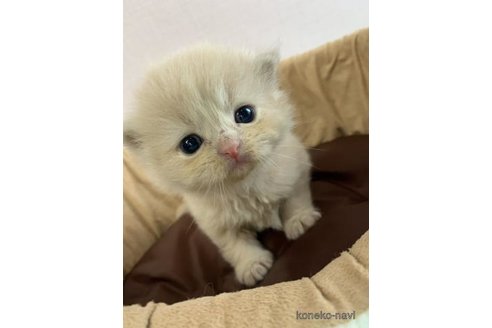 販売中の大阪府のスコティッシュフォールド-120827の4枚目