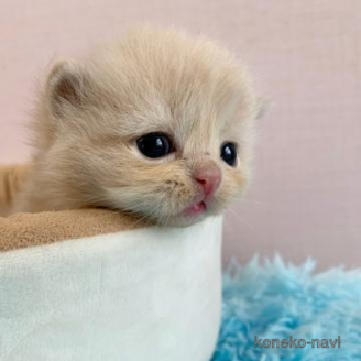 販売中の大阪府のスコティッシュフォールド-120827