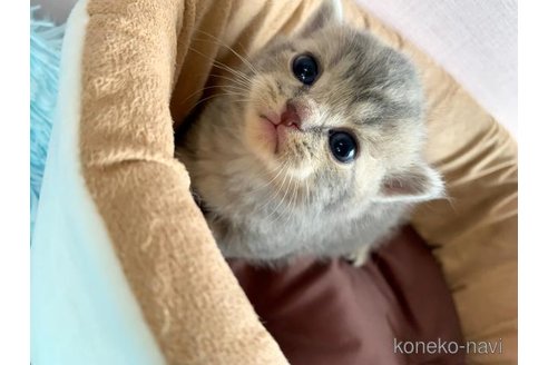 販売中の大阪府のスコティッシュフォールド-120828の2枚目