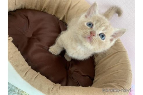 販売中の大阪府のマンチカン(短足)-120829の3枚目