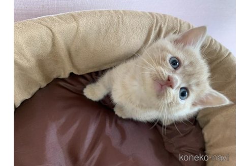 販売中の大阪府のマンチカン(短足)-120829の5枚目