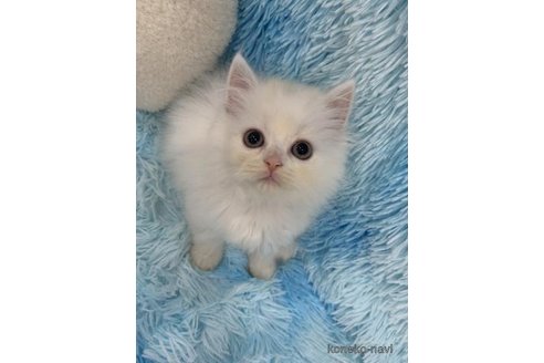 販売中の大阪府のスコティッシュフォールド-120830の4枚目