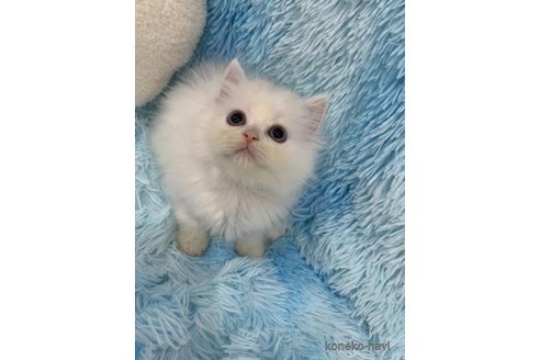 販売中の大阪府のスコティッシュフォールド-120830の3枚目