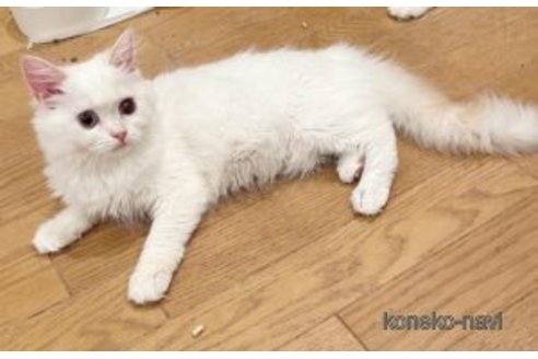 販売中の福島県のミヌエット-120831の4枚目