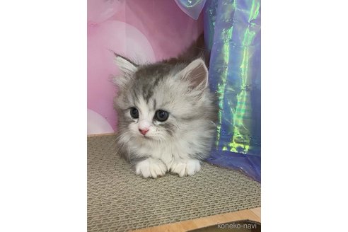 販売中の千葉県のマンチカン(短足)-120834の8枚目