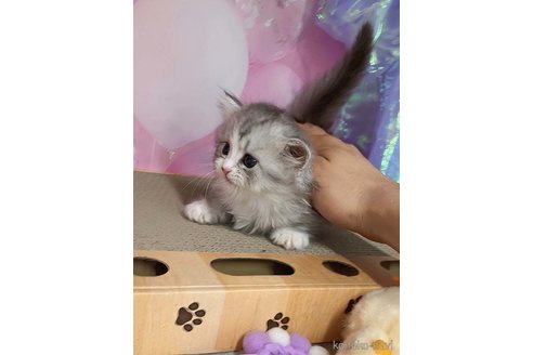 販売中の千葉県のマンチカン(短足)-120834の9枚目
