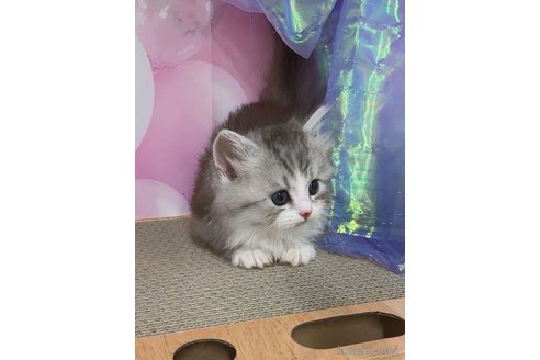 販売中の千葉県のマンチカン(短足)-120834の2枚目