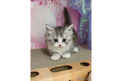 販売中の千葉県のマンチカン(短足)-120834の3枚目