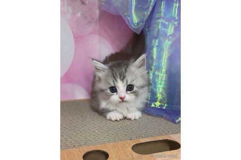 販売中の千葉県のマンチカン(短足)-120834の4枚目