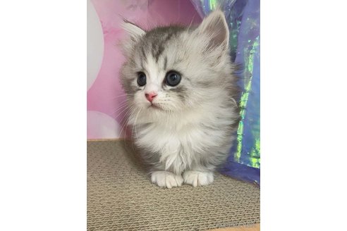 販売中の千葉県のマンチカン(短足)-120834の5枚目