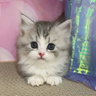 販売中の千葉県のマンチカン(短足)-120834の1枚目