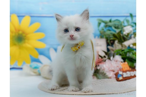販売中の神奈川県のラグドール-120841の10枚目