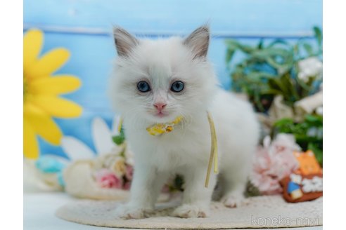販売中の神奈川県のラグドール-120841の11枚目