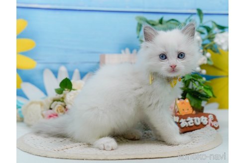 販売中の神奈川県のラグドール-120841の12枚目