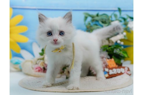 販売中の神奈川県のラグドール-120841の5枚目