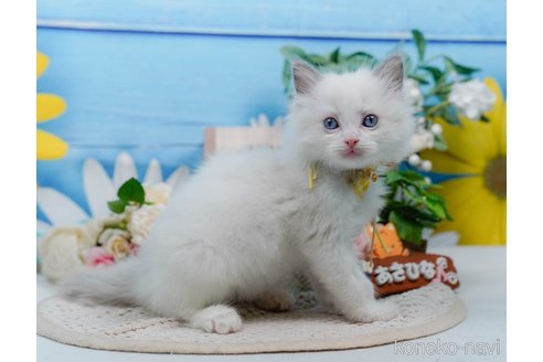 販売中の神奈川県のラグドール-120841の6枚目