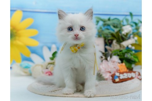 販売中の神奈川県のラグドール-120841の7枚目