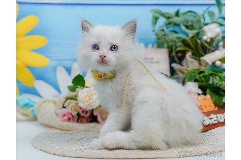 販売中の神奈川県のラグドール-120841の3枚目
