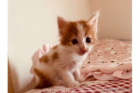 販売中の京都府のメインクーン-120855の3枚目