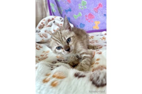 販売中の静岡県のベンガル-117510の35枚目