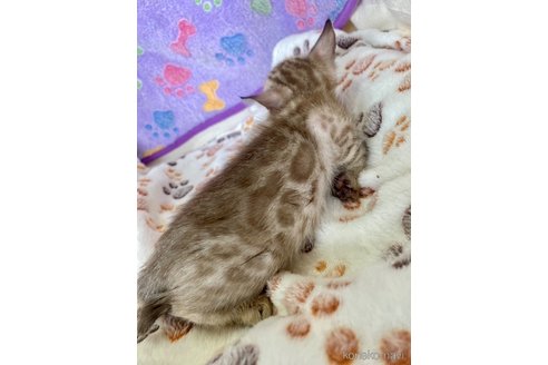 販売中の静岡県のベンガル-117510の31枚目