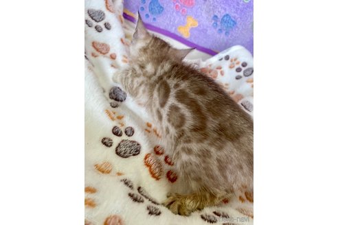販売中の静岡県のベンガル-117510の32枚目