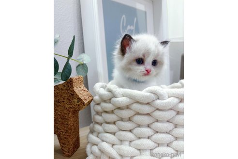販売中の兵庫県のラグドール-120845の5枚目