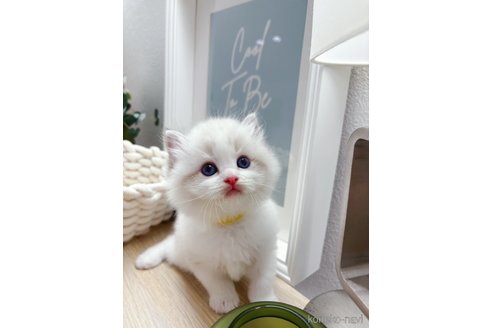販売中の兵庫県のラグドール-120847の4枚目