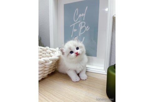 販売中の兵庫県のラグドール-120847の5枚目