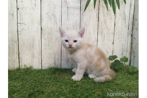 販売中の三重県のアメリカンショートヘア-120848の5枚目