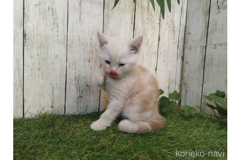 販売中の三重県のアメリカンショートヘア-120848の3枚目