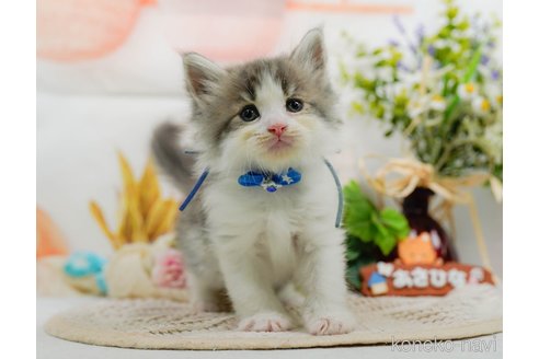 販売中の神奈川県のサイベリアン-120849の5枚目