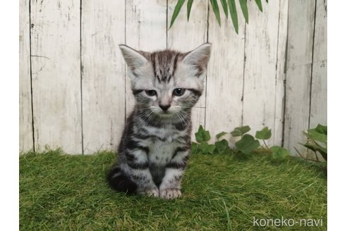 販売中の三重県のアメリカンショートヘア-120851の3枚目
