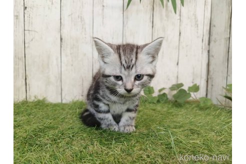 販売中の三重県のアメリカンショートヘア-120851の2枚目