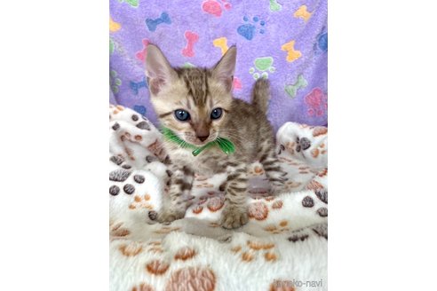 販売中の静岡県のベンガル-118731の81枚目