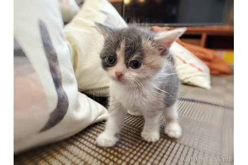 販売中の徳島県のスコティッシュフォールド-120853の11枚目