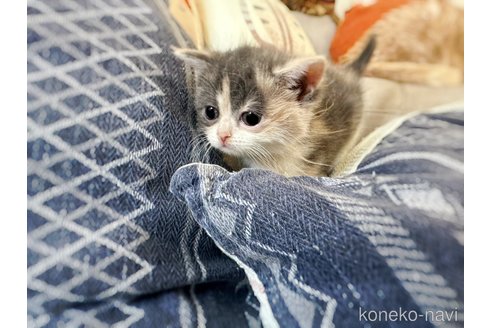 販売中の徳島県のスコティッシュフォールド-120853の9枚目
