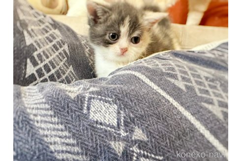 販売中の徳島県のスコティッシュフォールド-120853の8枚目