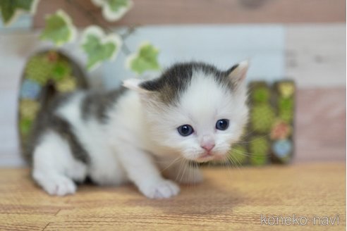 販売中の北海道のラガマフィン-120856の5枚目