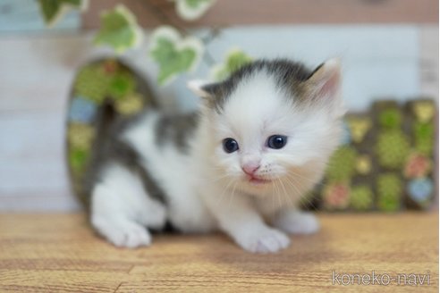 販売中の北海道のラガマフィン-120856の2枚目