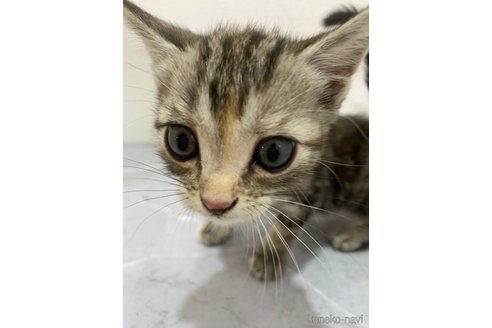 販売中の宮崎県のアメリカンショートヘア-120870