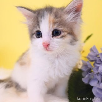 販売中の神奈川県のノルウェージャンフォレストキャット-120875の5枚目