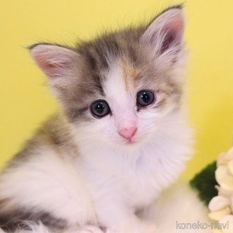 販売中の神奈川県のノルウェージャンフォレストキャット-120875の2枚目
