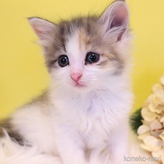 販売中の神奈川県のノルウェージャンフォレストキャット-120875の3枚目